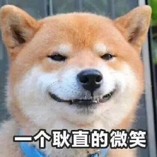 Cat memes - Sticker 13