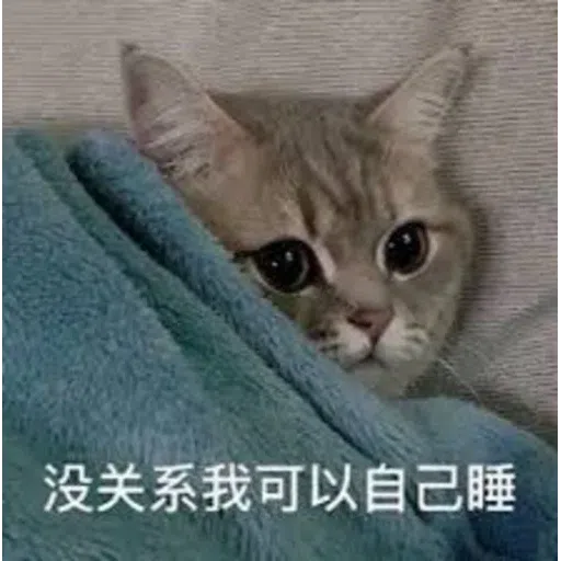 Cat memes - Sticker 21