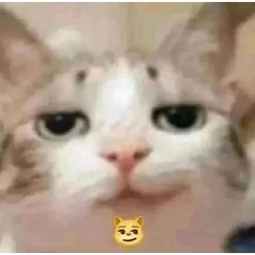 meme1 - Sticker 12