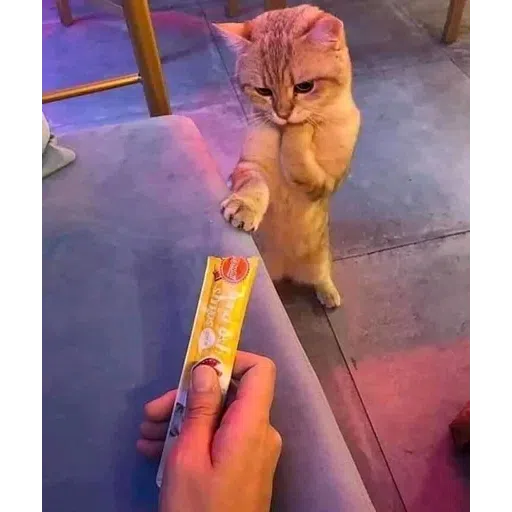Cat222 - Sticker 20