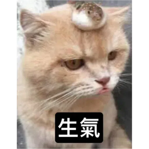 Cat3 - Sticker 18