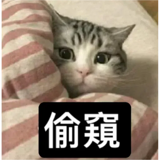 Cat3 - Sticker 24