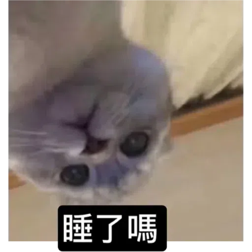 Cat3 - Sticker 14