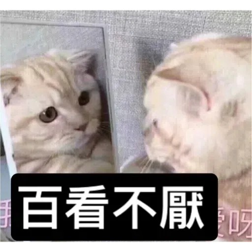 Cat3 - Sticker 21