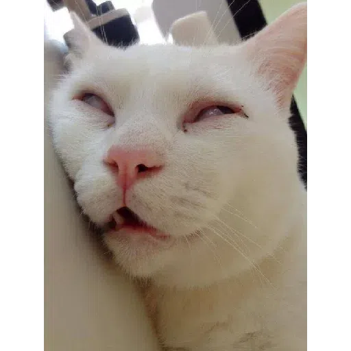 Cat - Sticker 10