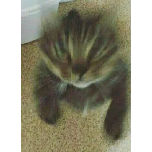 Cat - Sticker 29