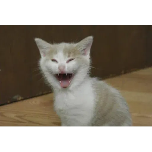 Cat - Sticker 15