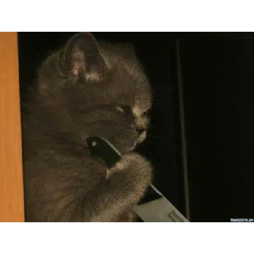 Cat - Sticker 20