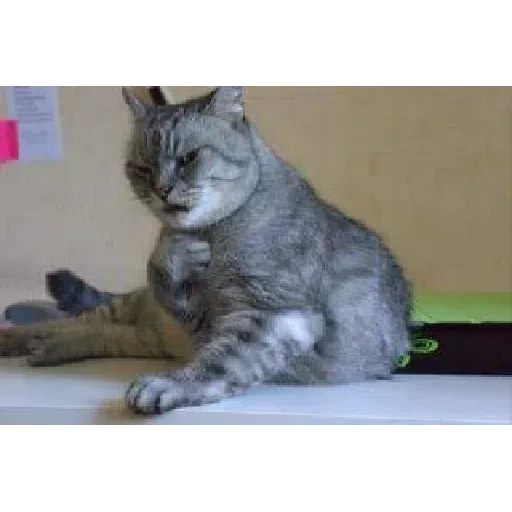 Cat - Sticker 17