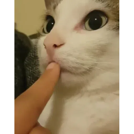 Cat - Sticker 21