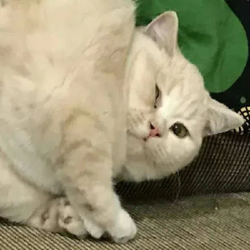 Cat - Sticker 30