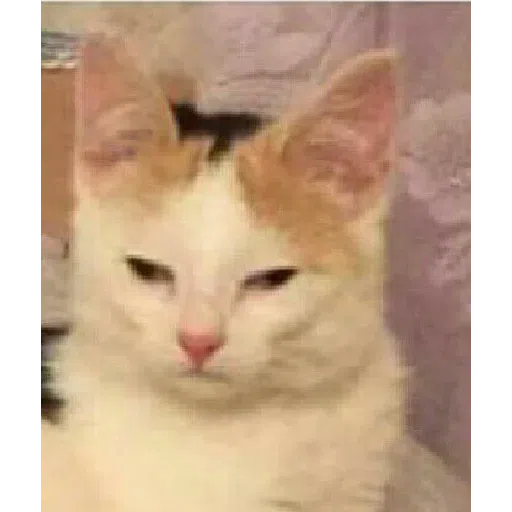 Cat - Sticker 18