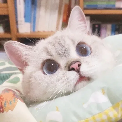 🐱 - Sticker 10