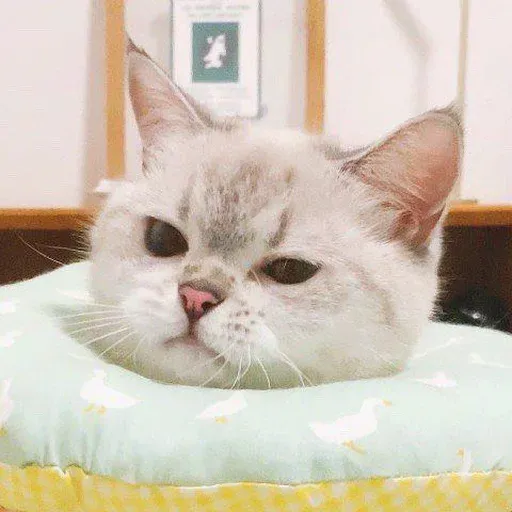🐱 - Sticker 9