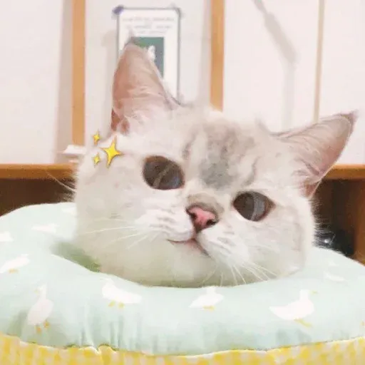 🐱 - Sticker 12