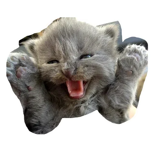 Kittycat - Sticker 11