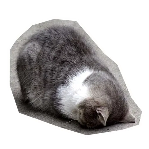 Kittycat - Sticker 17