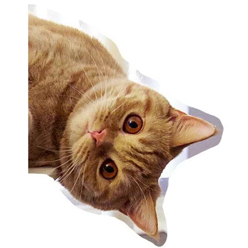 Kittycat - Sticker 9