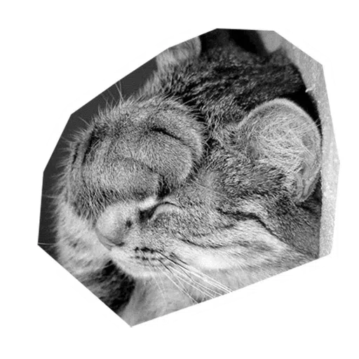 Kittycat - Sticker 20