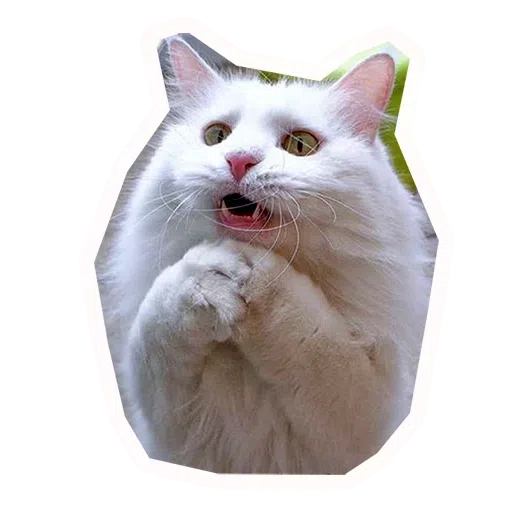 Kittycat - Sticker 22