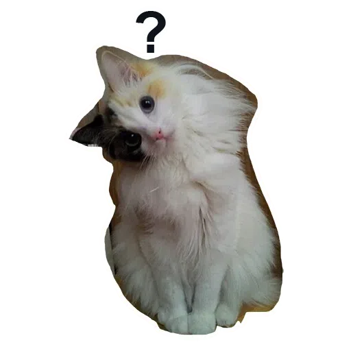 Kittycat - Sticker 14