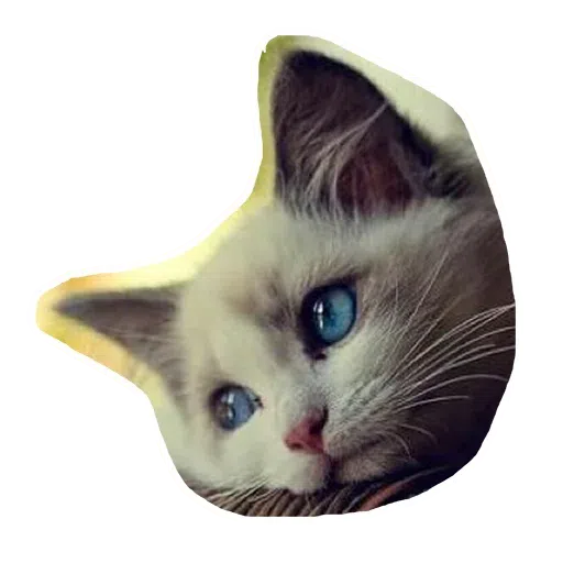 Kittycat - Sticker 13