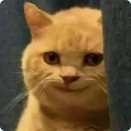 Cat2 - Sticker 25