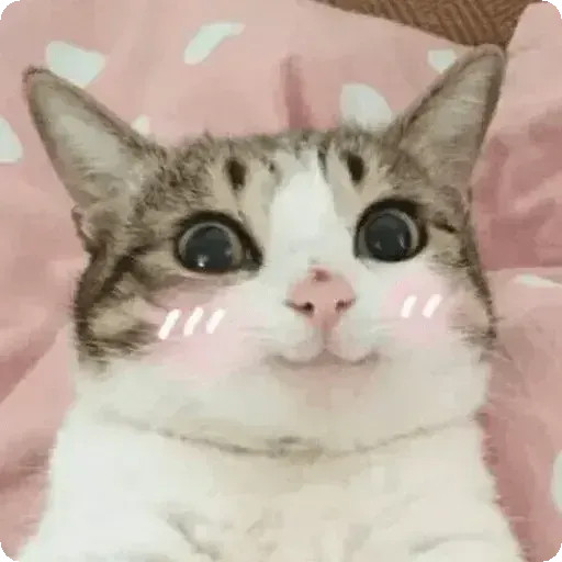 Cat2 - Sticker 10