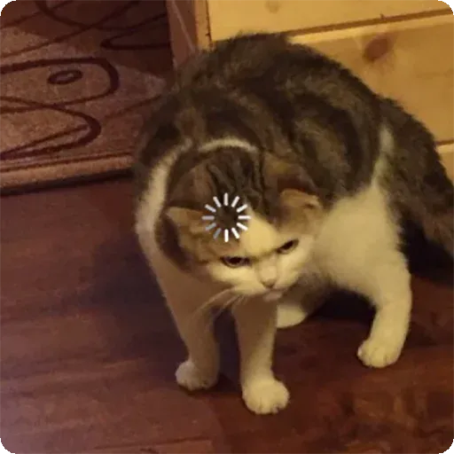 Cat2 - Sticker 13