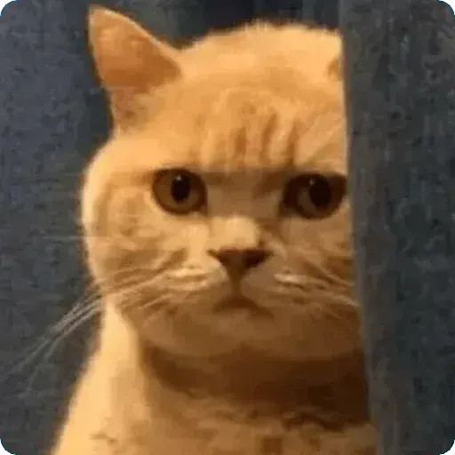 Cat2 - Sticker 24