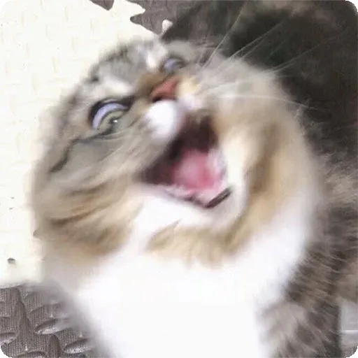 Cat2 - Sticker 9