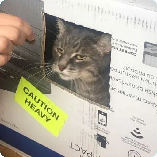 Cat2 - Sticker 20