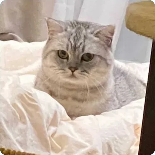 Cat2 - Sticker 18