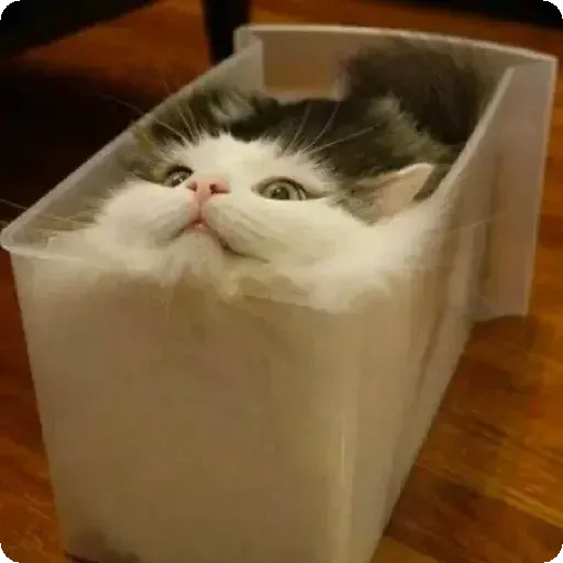 Cat2 - Sticker 14