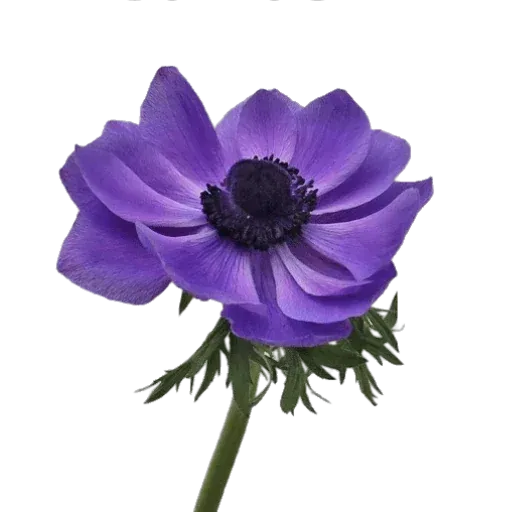 bouquet of flowers - Sticker 13