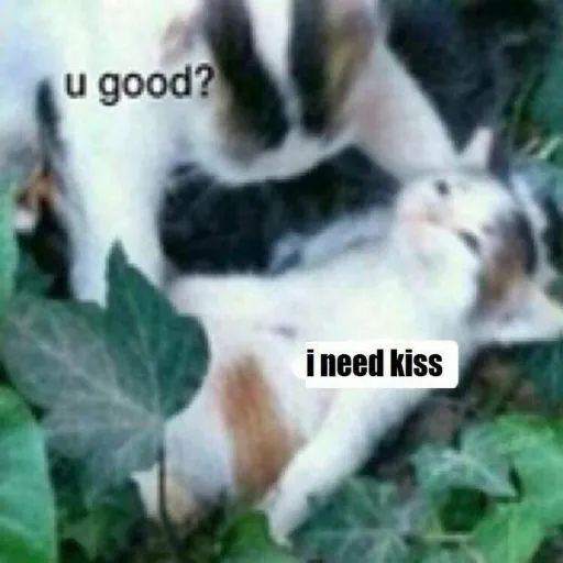 kiss kiss - Sticker 20