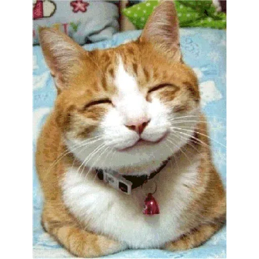 Cats - Sticker 13
