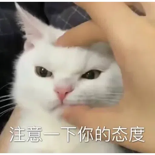 Cat meme - Sticker 18
