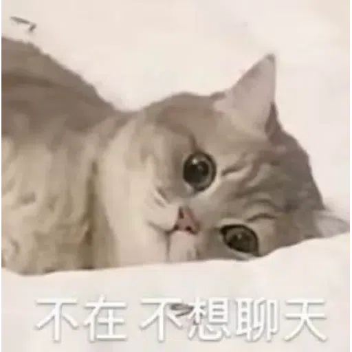 Cat meme - Sticker 27