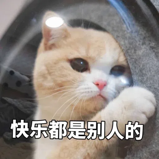 Cat meme - Sticker 11