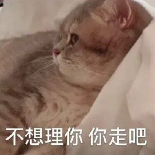 Cat meme - Sticker 25