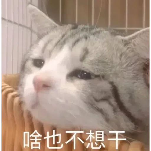 Cat meme - Sticker 15