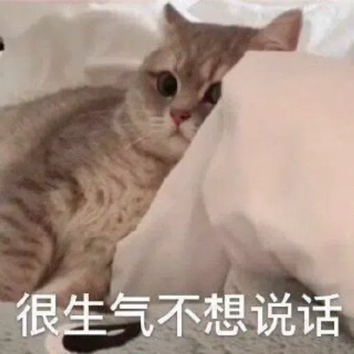 Cat meme - Sticker 26