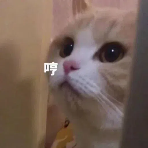 Cat meme - Sticker 23