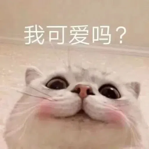 Cat meme - Sticker 12