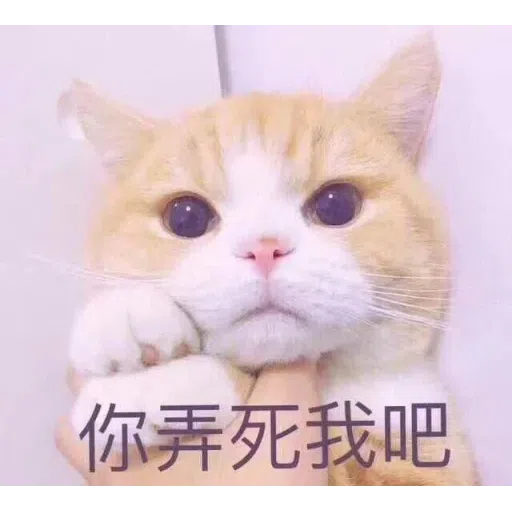 Cat meme - Sticker 29