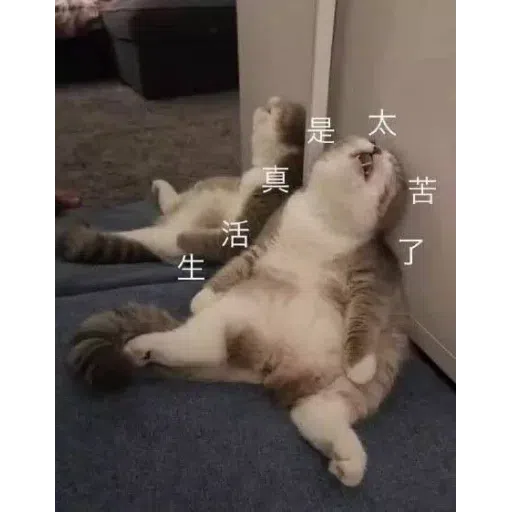 Cat meme - Sticker 30