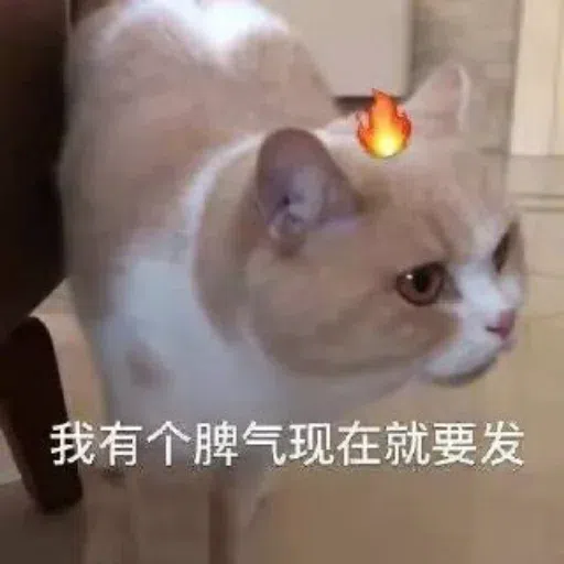 Cat meme - Sticker 16