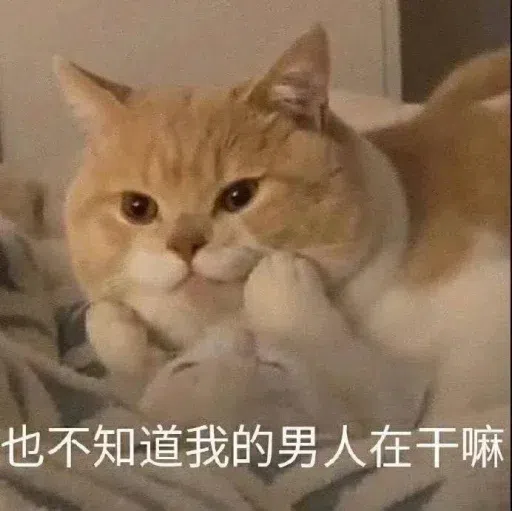 Cat meme - Sticker 19