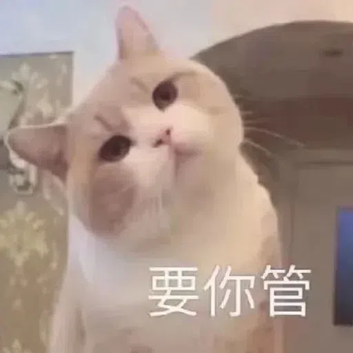 Cat meme - Sticker 13